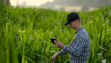 Middle-plan-side-view:-Male-farmer-with-tablet-computer-inspecting-plants-in-the-field-and-presses-his-fingers-on-the-computer-screen-in-slow-motion-at-sunset